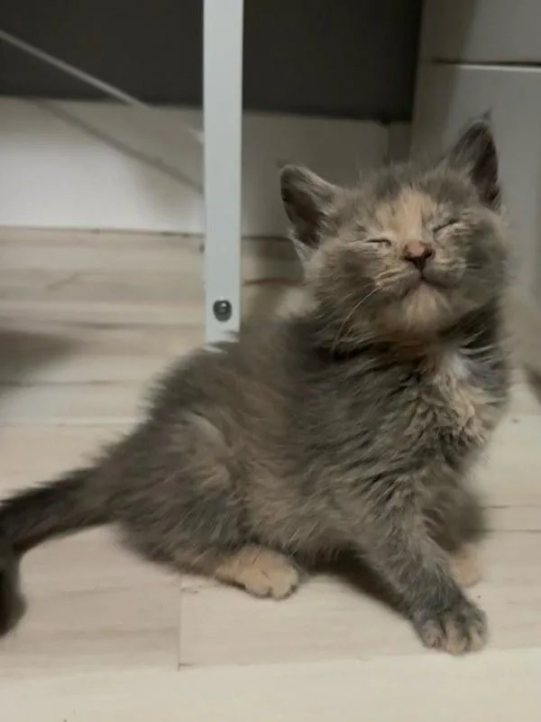 A baby small-sized female Domestic Short Hair cat named So Happy for adoption in Bonsall, CA