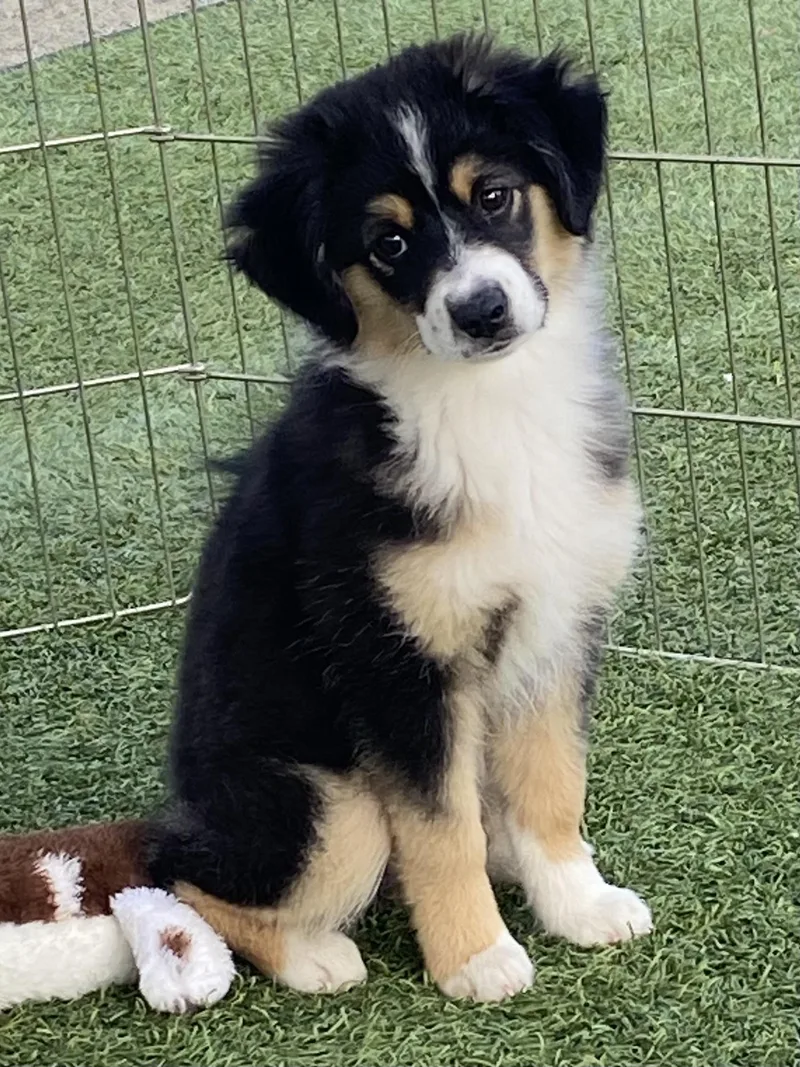 A baby small-sized female Australian Shepherd dog named Winnie for adoption in Ramona, CA