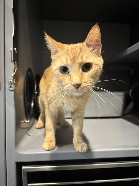 An adult small-sized female Domestic Short Hair cat named Frack for adoption in Leesburg, VA