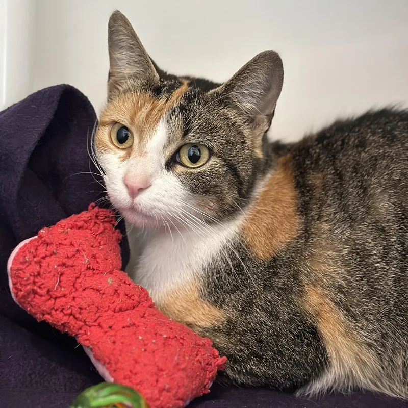 An adult medium-sized female Torbie Domestic Short Hair cat named Skyla for adoption in Matteson, IL