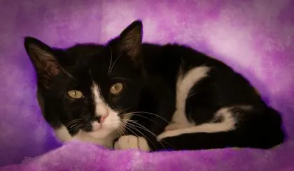 An adult small-sized male Domestic Short Hair cat named Reggie for adoption in West Chester, PA