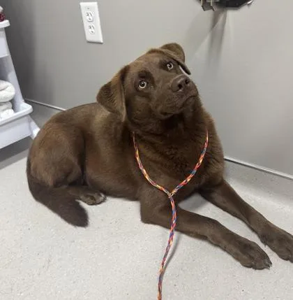 An adult large-sized female Labrador Retriever dog named Jill for adoption in Missoula, MT
