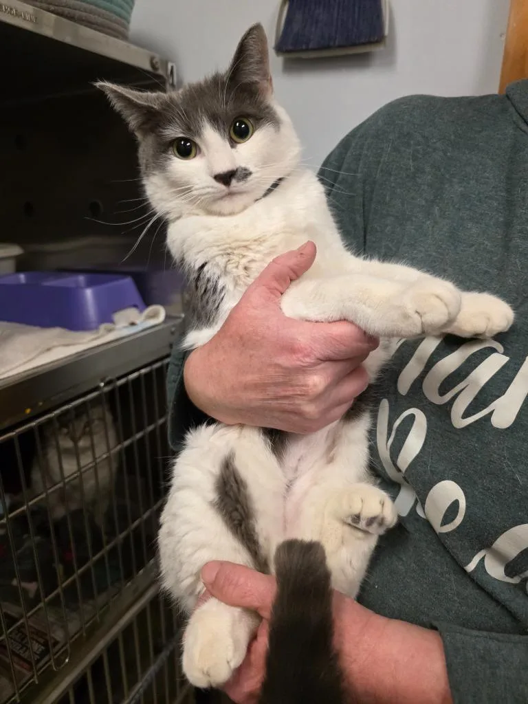 An adult medium-sized female Domestic Short Hair cat named Sylvia for adoption in Sprakers, NY