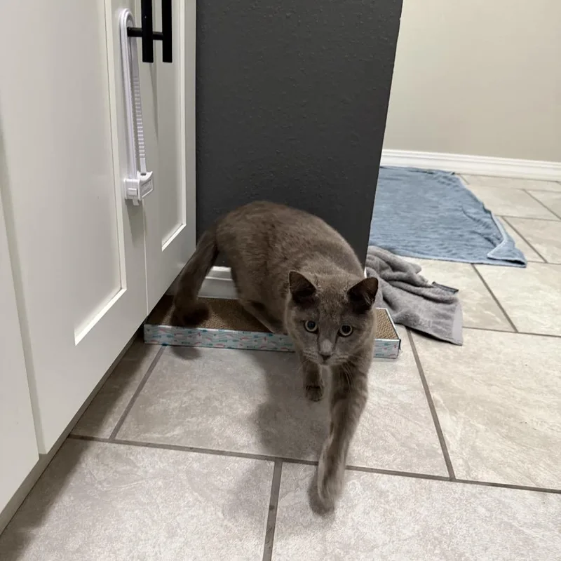 An adult small-sized female Gray / Blue / Silver American Shorthair cat named Willow for adoption in Springfield, MO