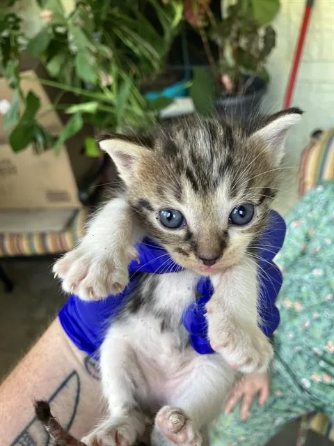 A baby medium-sized female Domestic Short Hair cat named Cream for adoption in Dallas, TX