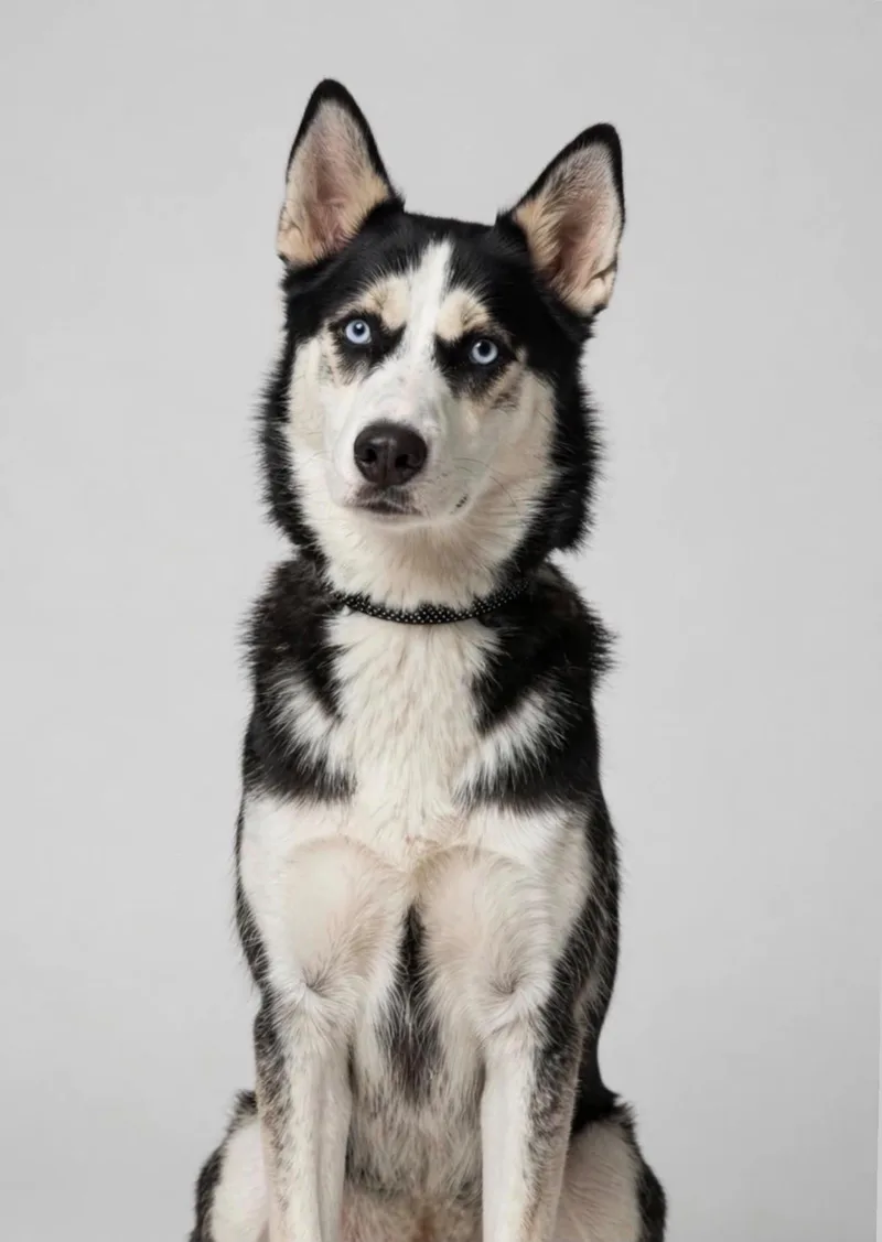 An adult medium-sized female White / Cream Husky dog named Meadow for adoption in Houston, TX