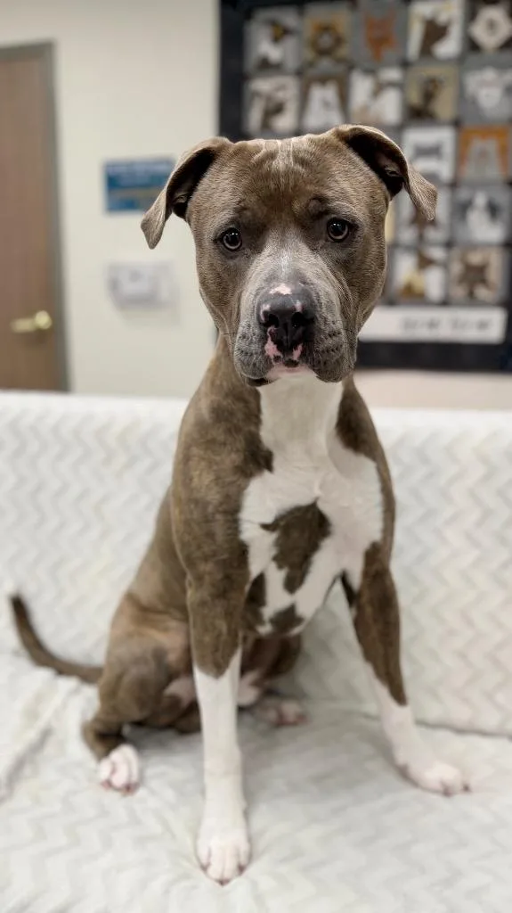 A young medium-sized male Mixed Breed dog named Truman for adoption in Muskegon, MI