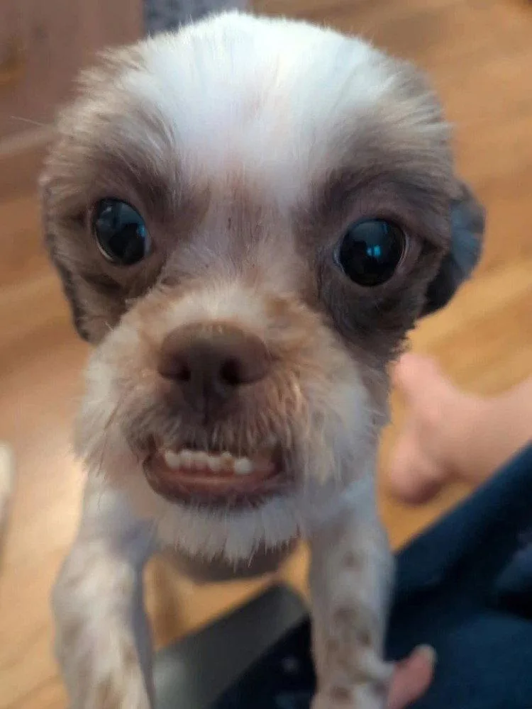 An adult small-sized female Shih Tzu dog named Dahlia for adoption in Caldwell, NJ