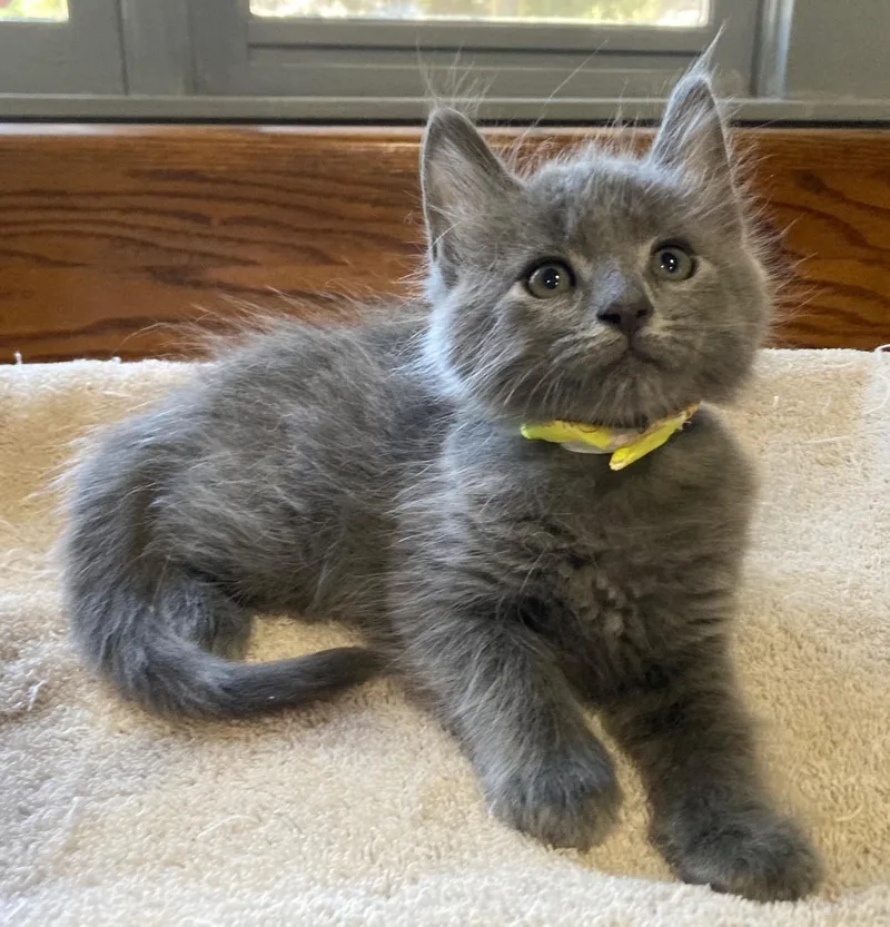 A baby large-sized male Domestic Long Hair cat named Dymka for adoption in Watkinsville, GA