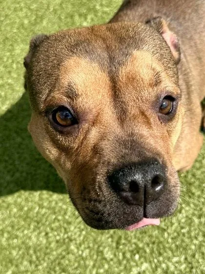 An adult medium-sized female Mixed Breed dog named Brownie for adoption in Wichita, KS