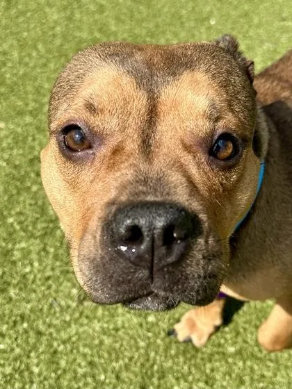 Brownie thumbnail 2