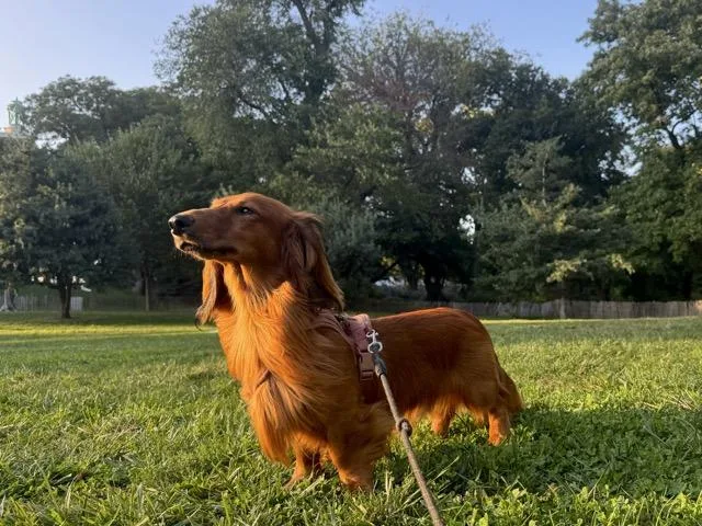 An adult medium-sized male Dachshund (Long Haired) dog named Gus for adoption in Coatesville, PA