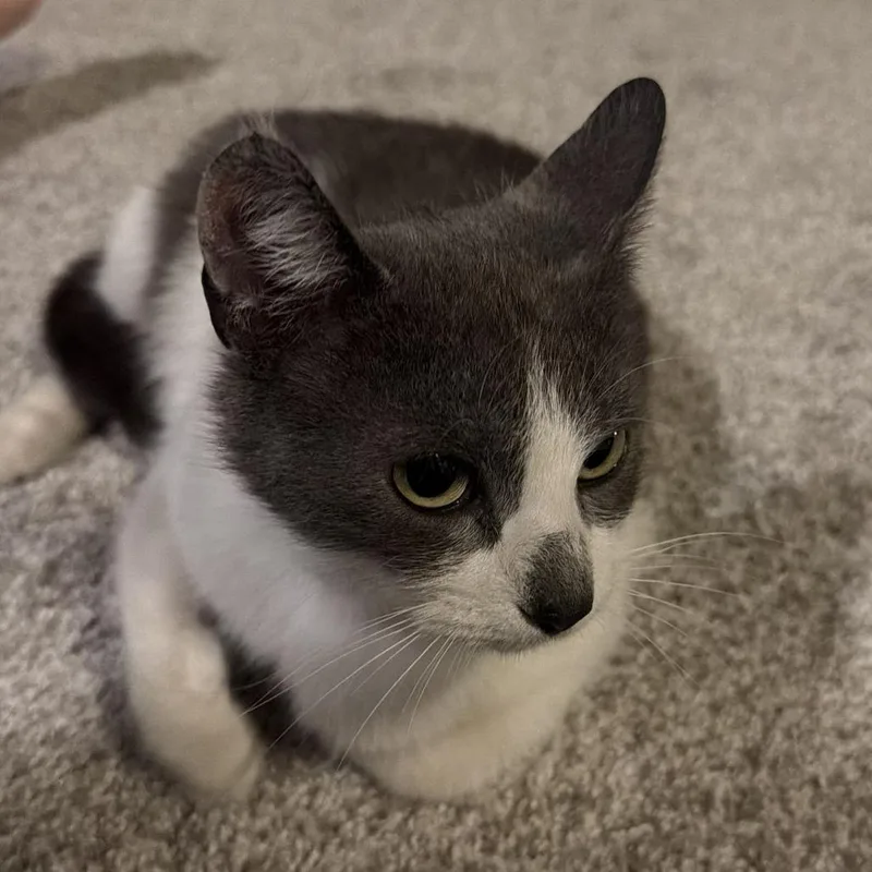An adult large-sized female Domestic Short Hair cat named Sweet Mochi for adoption in Cumming, GA
