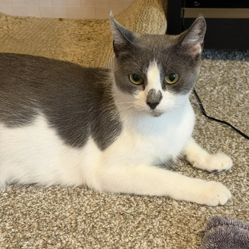 Sweet Mochi thumbnail 2