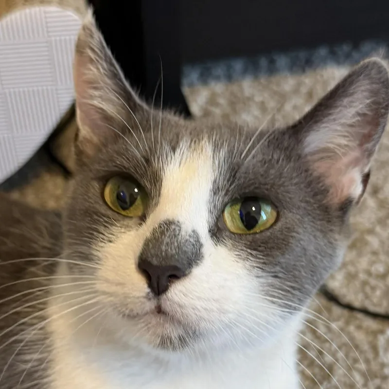 Sweet Mochi thumbnail 3