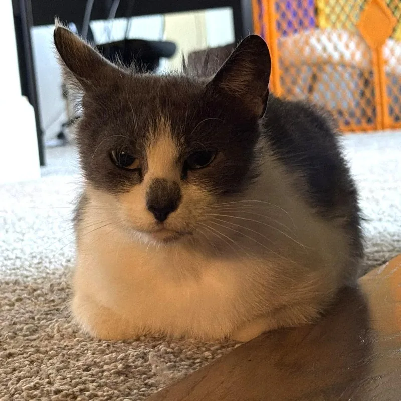 Sweet Mochi thumbnail 4