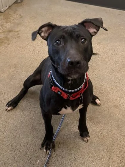 A young medium-sized female Black Pit Bull Terrier dog named Luna for adoption in Cleveland, OH