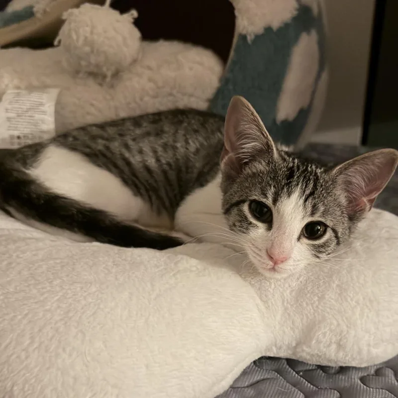 A baby small-sized female Brown / Chocolate Domestic Short Hair cat named Bitty Boo for adoption in Brownsboro, AL