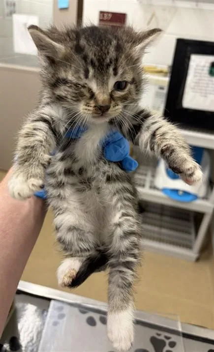 A baby small-sized male Domestic Short Hair cat named Strata for adoption in Derwood, MD