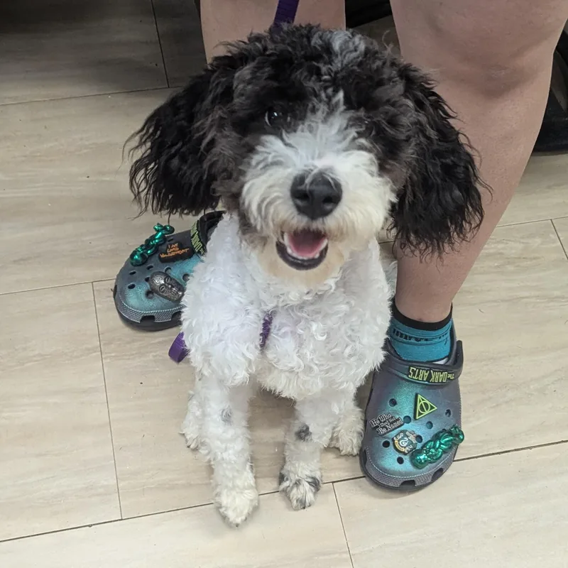 A baby small-sized female Bicolor Poodle dog named Snookie for adoption in Plain City, OH