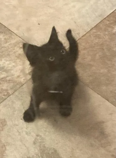 A baby medium-sized male Domestic Short Hair cat named Lincoln for adoption in Saint Marys, WV