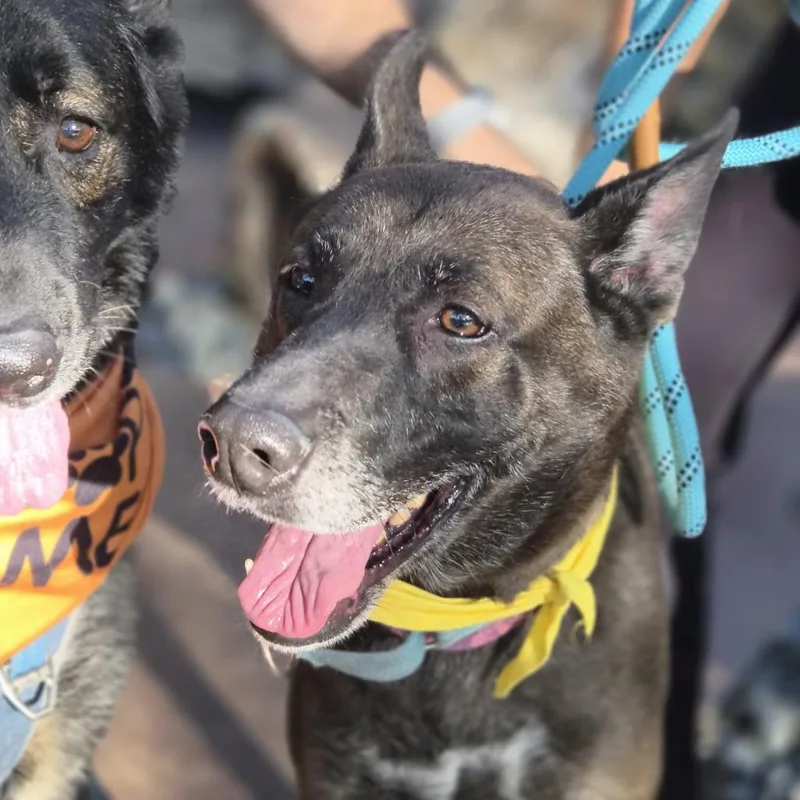 A senior large-sized female German Shepherd Dog dog named Dakota for adoption in Las Vegas, NV