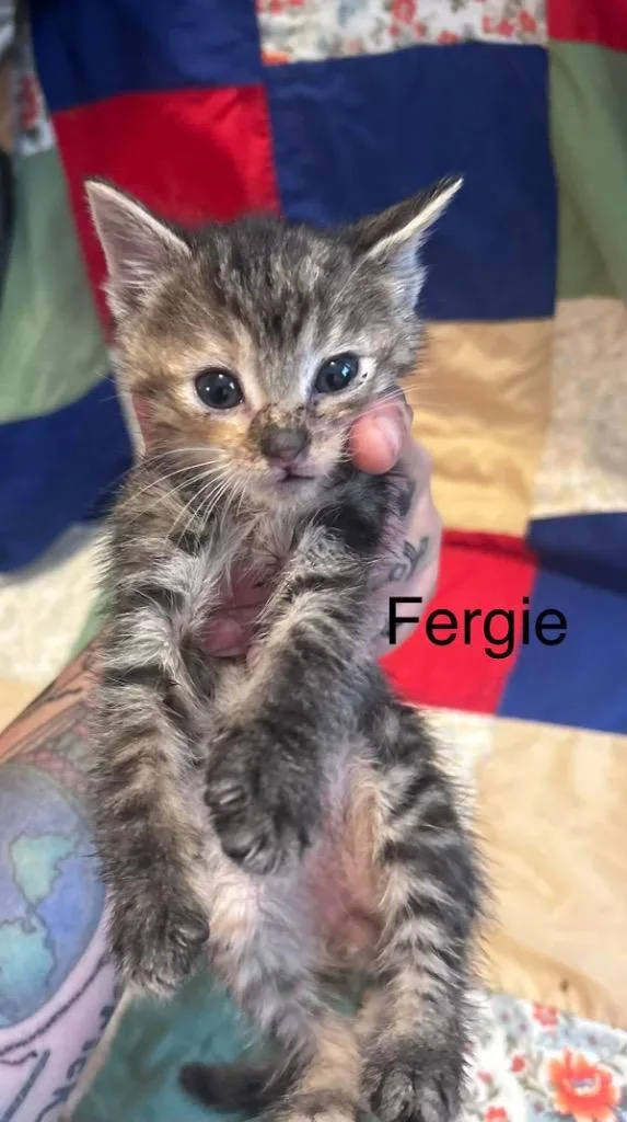 A baby medium-sized female Domestic Short Hair cat named Fergie for adoption in Johnson City, TN