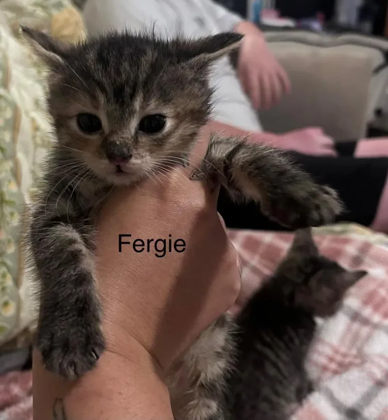 Fergie thumbnail 2