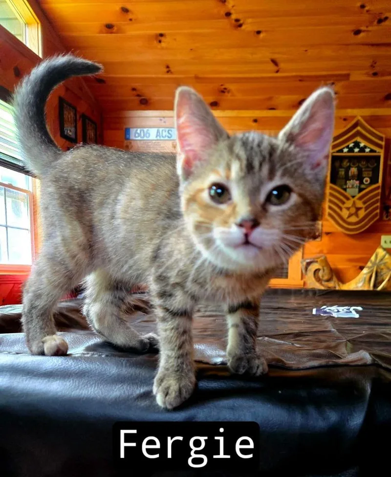 Fergie thumbnail 3