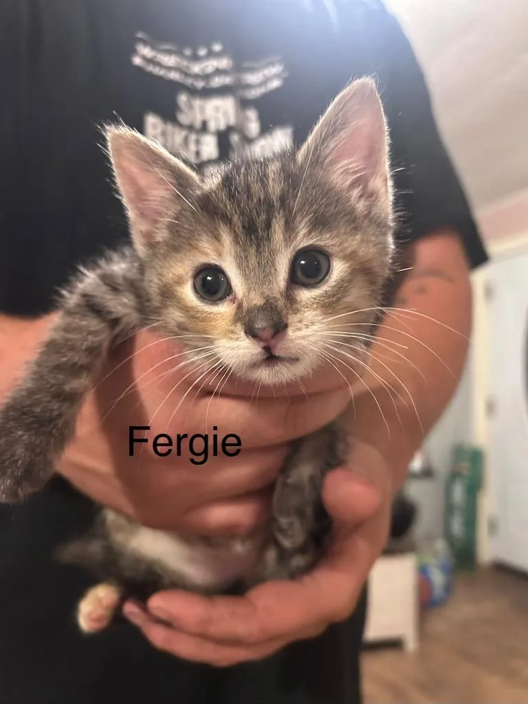 Fergie thumbnail 6