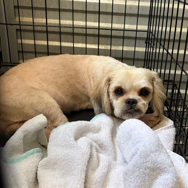 An adult small-sized male White / Cream Shih Tzu dog named Leonardis for adoption in Houston, TX