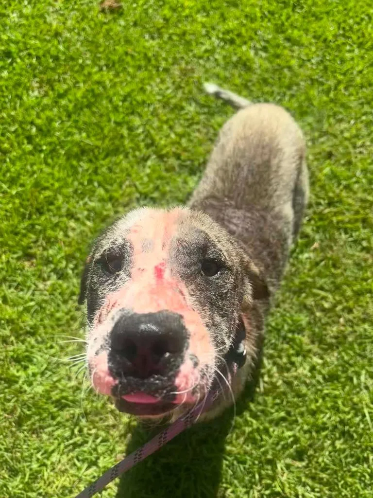 A young medium-sized male Mixed Breed dog named Courage for adoption in New Bern, NC