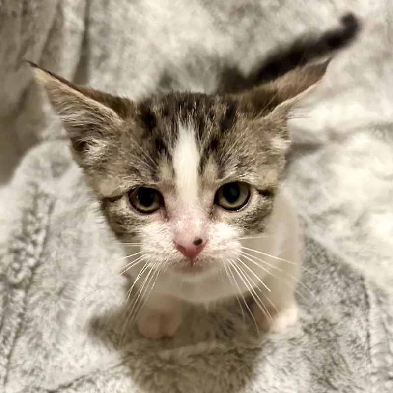 A baby small-sized female Brown / Chocolate Domestic Short Hair cat named Pepper for adoption in San Gabriel, CA