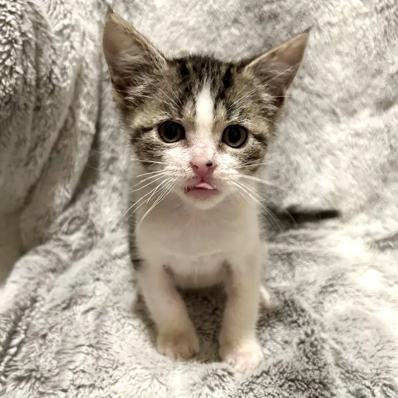 Pepper thumbnail 4