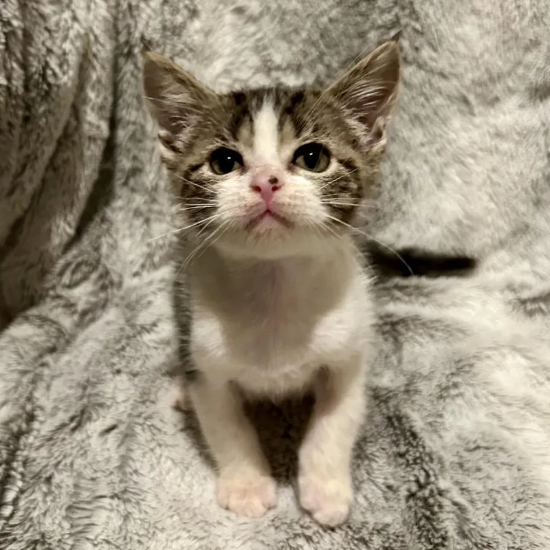 Pepper thumbnail 5