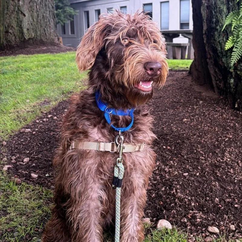 Hazel