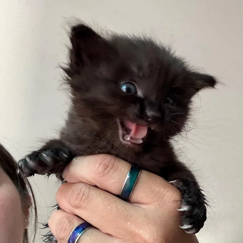 A baby small-sized male Black Domestic Short Hair cat named Goober for adoption in Yucaipa, CA
