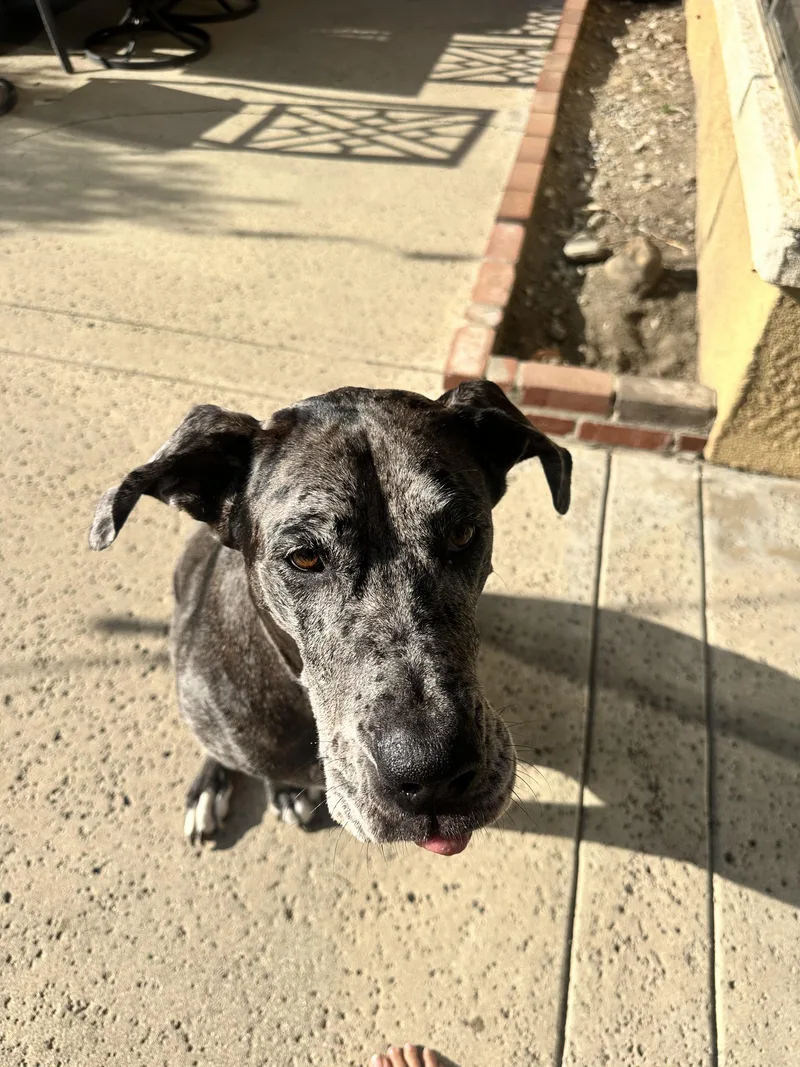 An adult extra large-sized male Gray / Blue / Silver Great Dane dog named Luna for adoption in Long Beach, CA