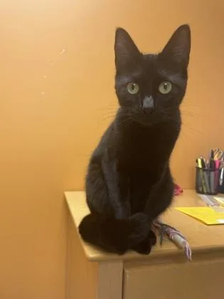 Ethel Cain thumbnail 2