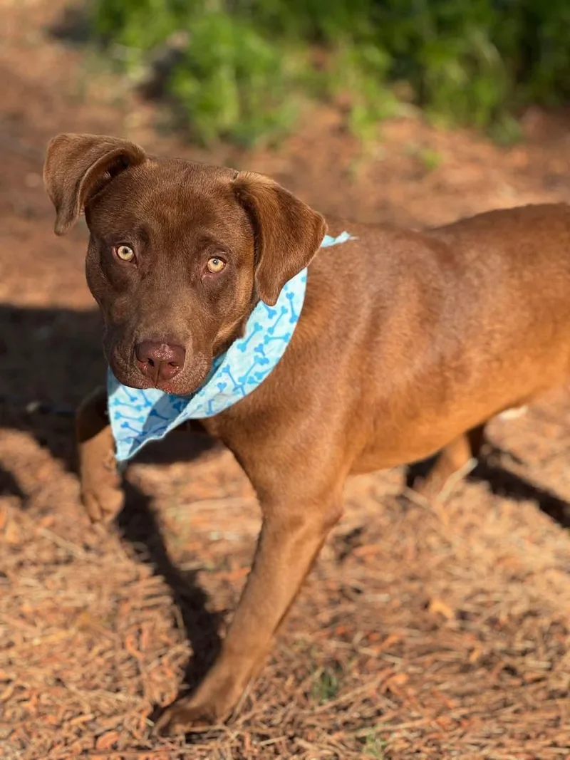 An adult medium-sized male Brown / Chocolate Chocolate Labrador Retriever dog named Cosmo for adoption in Sumter, SC