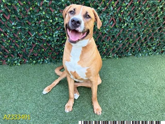 A young large-sized female Mixed Breed dog named Potato for adoption in West Palm Beach, FL