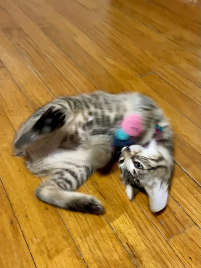 A baby medium-sized female Domestic Short Hair cat named Stella for adoption in Broomall, PA