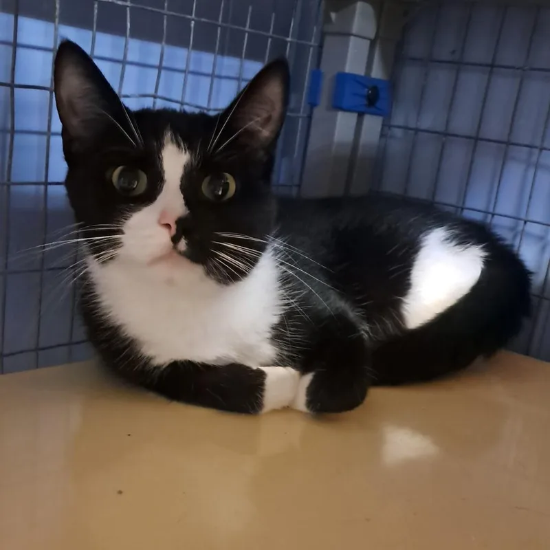 A young small-sized female Black Domestic Short Hair cat named Blitzy for adoption in Tipton, IA