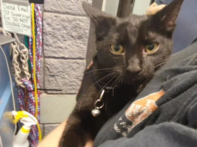 A baby small-sized female Domestic Short Hair cat named Mavis for adoption in Tulsa, OK
