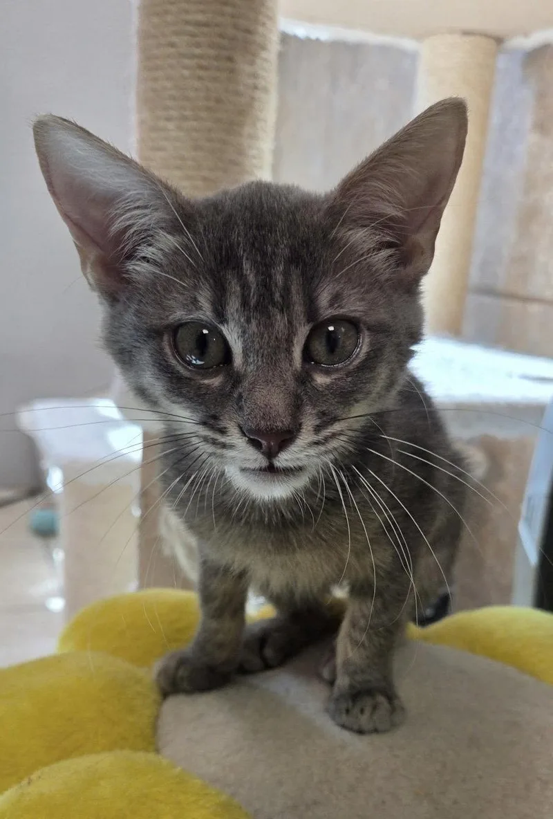 A young medium-sized female Domestic Short Hair cat named Romi for adoption in Satellite Beach, FL