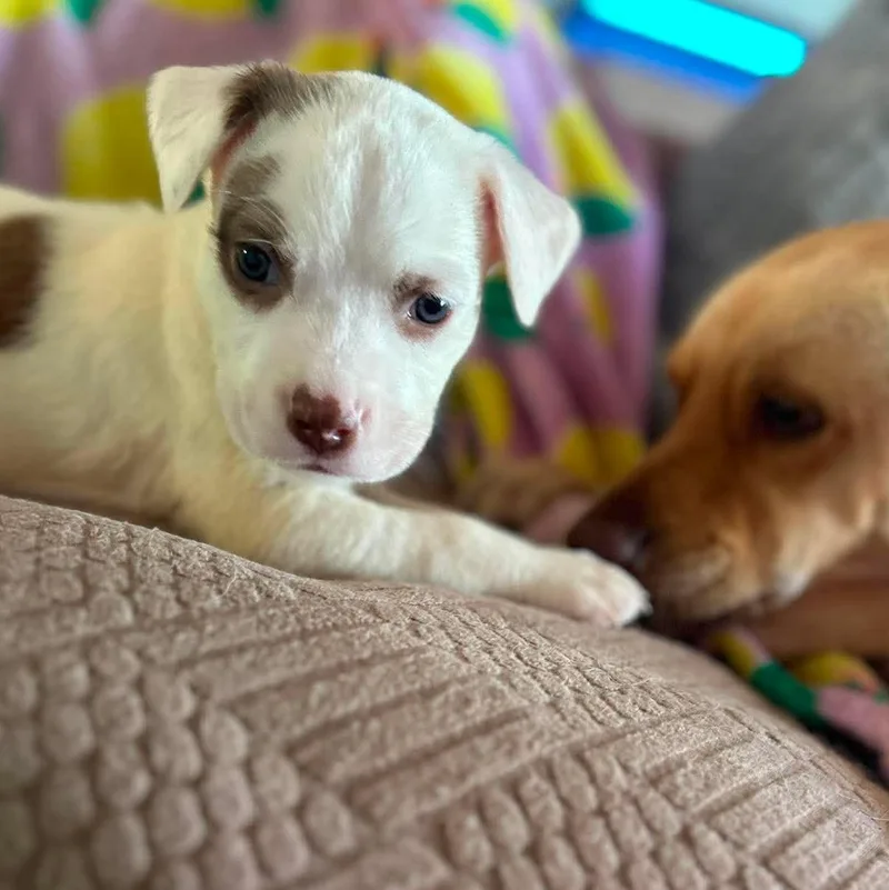 A baby medium-sized male White / Cream Retriever dog named Mars for adoption in Corpus Christi, TX