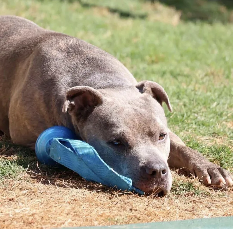 An adult large-sized male Pit Bull Terrier dog named Sandor for adoption in Roswell, GA