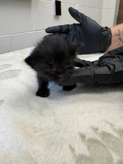 A young medium-sized male Domestic Short Hair cat named Voodoo for adoption in Providence Forge, VA