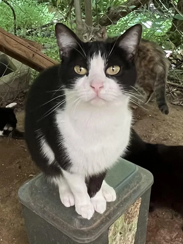 An adult medium-sized female Black & White / Tuxedo Domestic Short Hair cat named Fancy for adoption in Stuart, VA