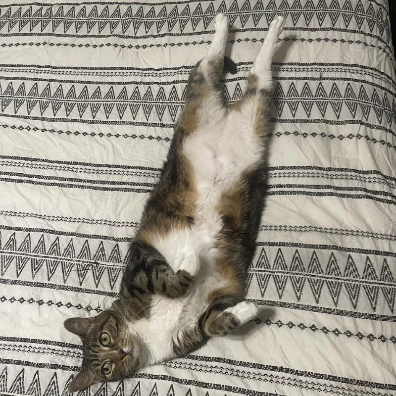 Sammy